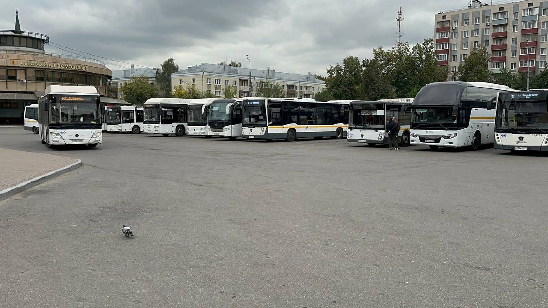 транспорт, автобусы, домодедово,