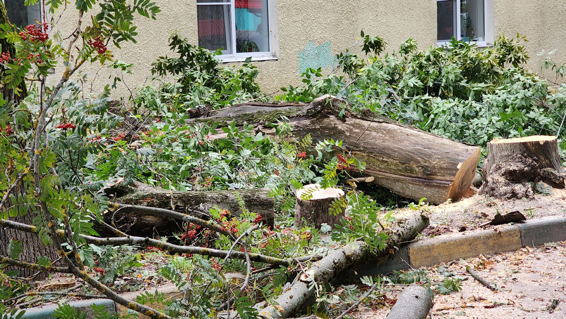 Руза, Тучково , благоустройство, аварийные деревья,