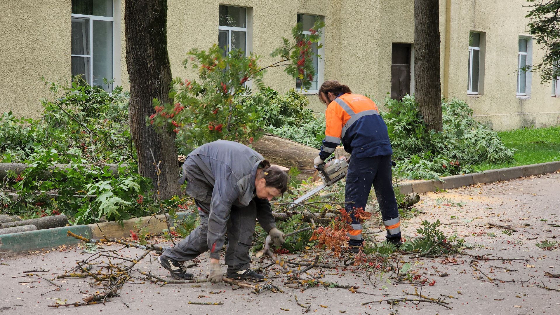 Руза, Тучково , благоустройство, аварийные деревья,