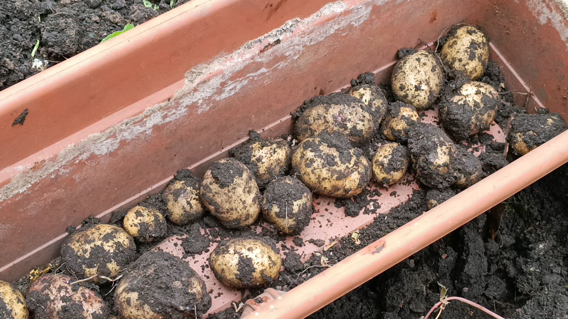 лобня, школа, урожай, овз,