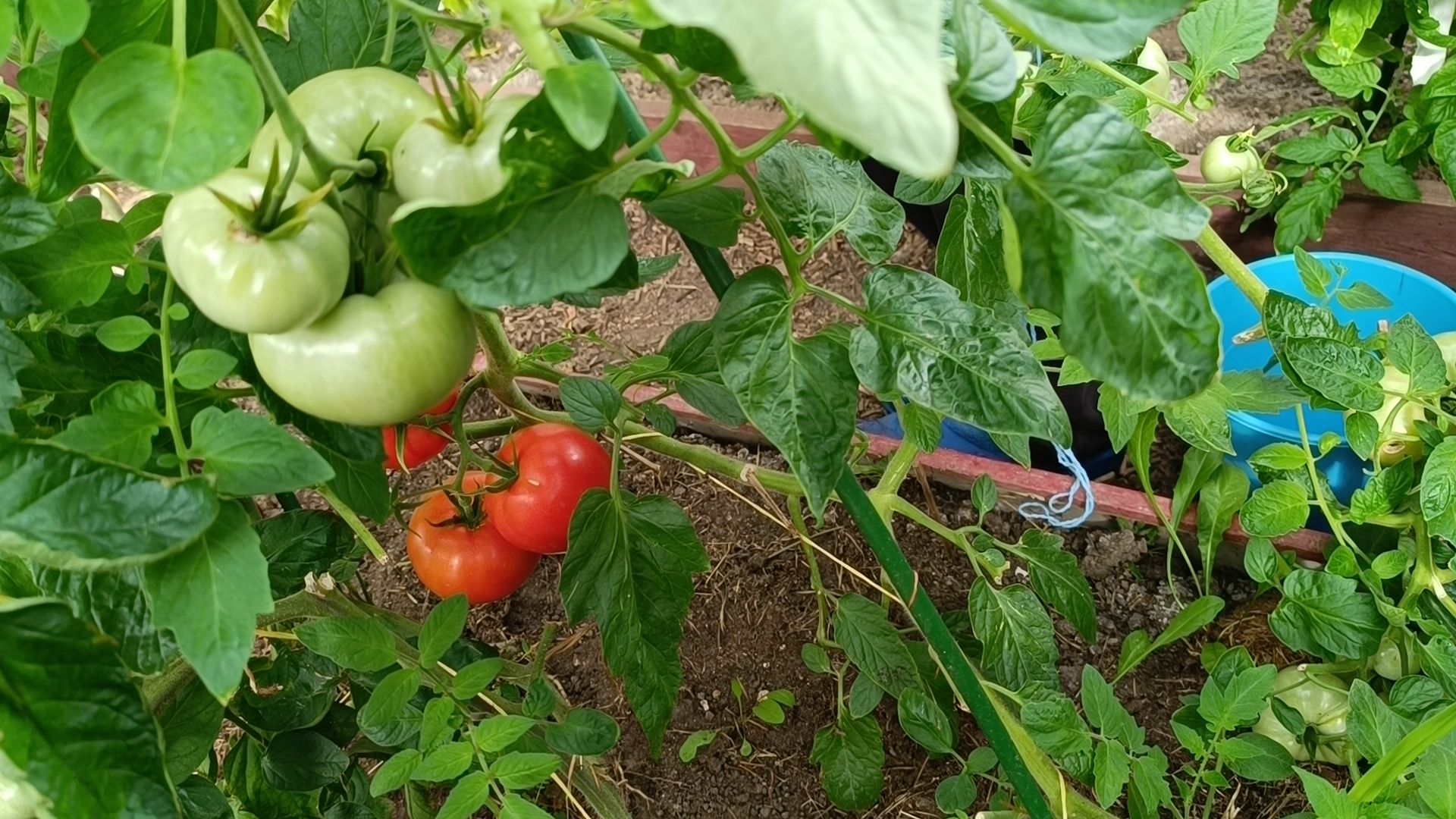 лобня, школа, урожай, овз,