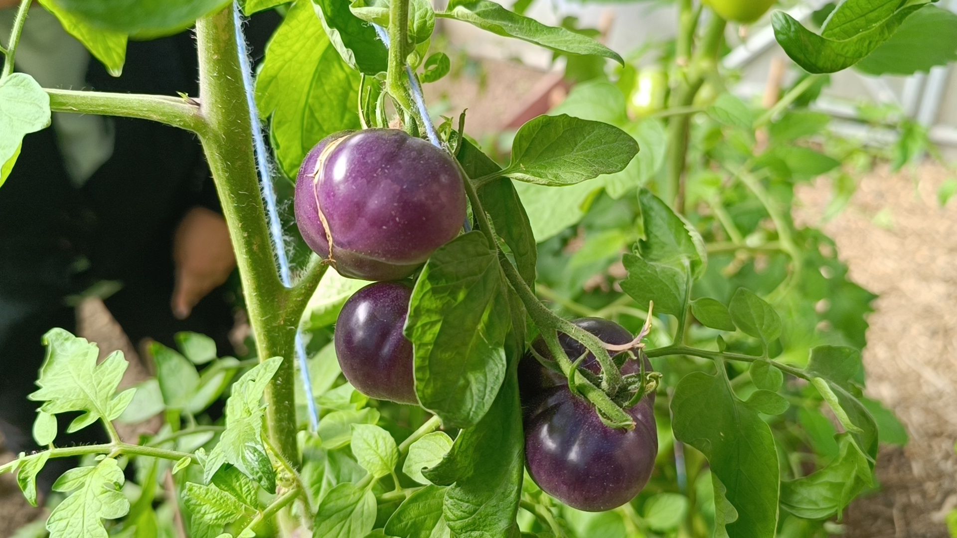 лобня, школа, урожай, овз,