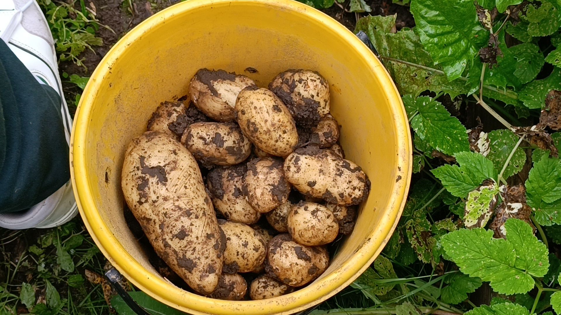 лобня, школа, урожай, овз,