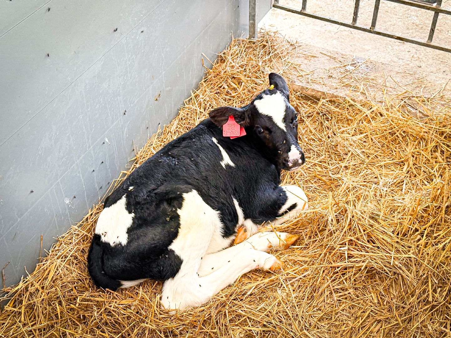 клин, экономика, строительство, сельское хозяйство, производство молока,