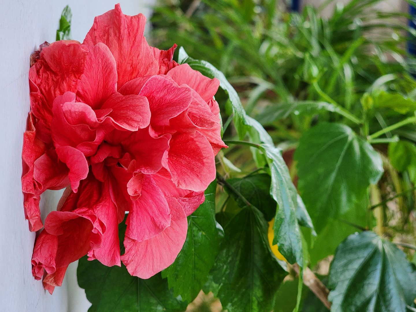 капитальный ремонт, цк акрихин, центр культуры, старая купавна, богородский городской округ,