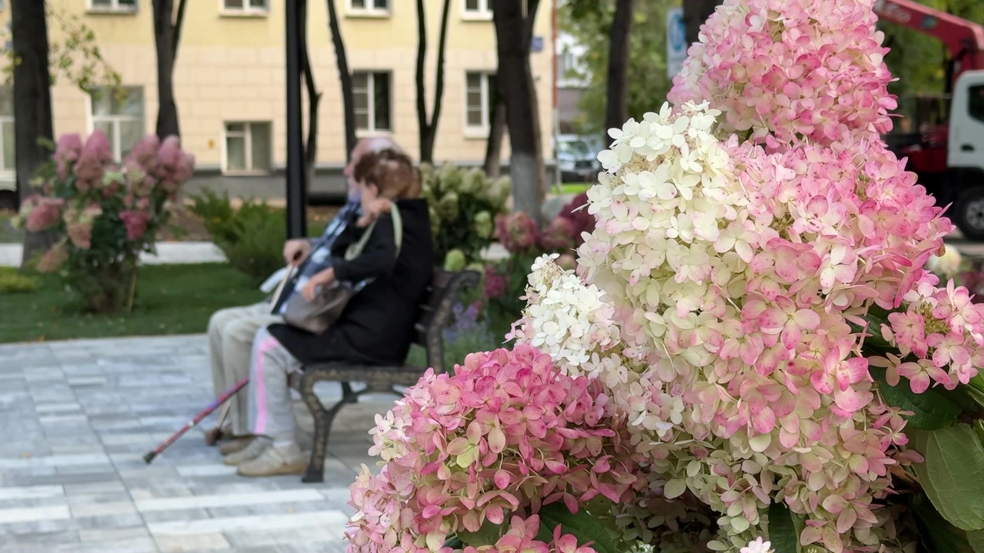 Реутов, сквер, посадка деревьев, бонсай,