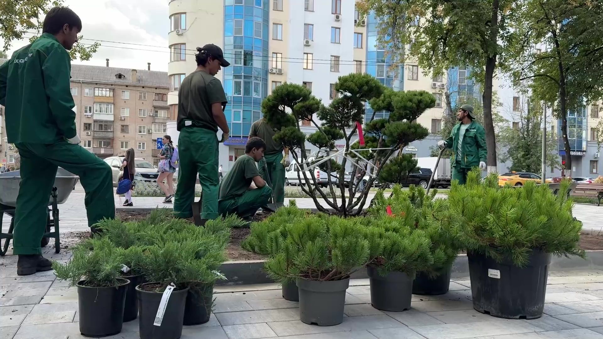 Реутов, сквер, посадка деревьев, бонсай,