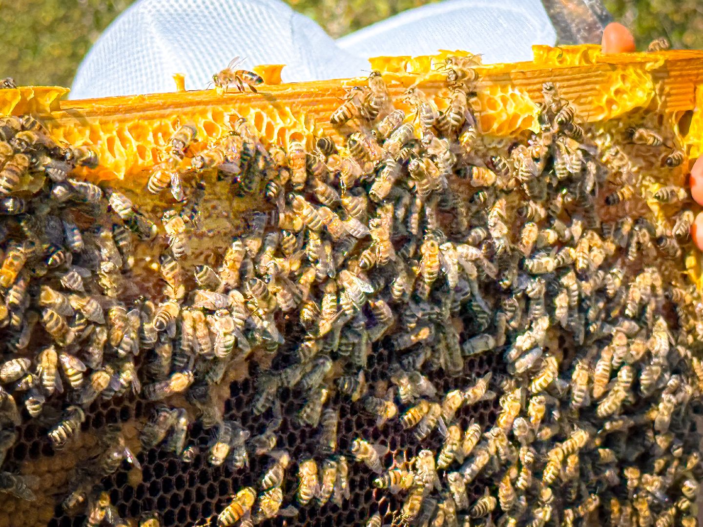 клин, общество, экономика, экотуризм, подмосковье,