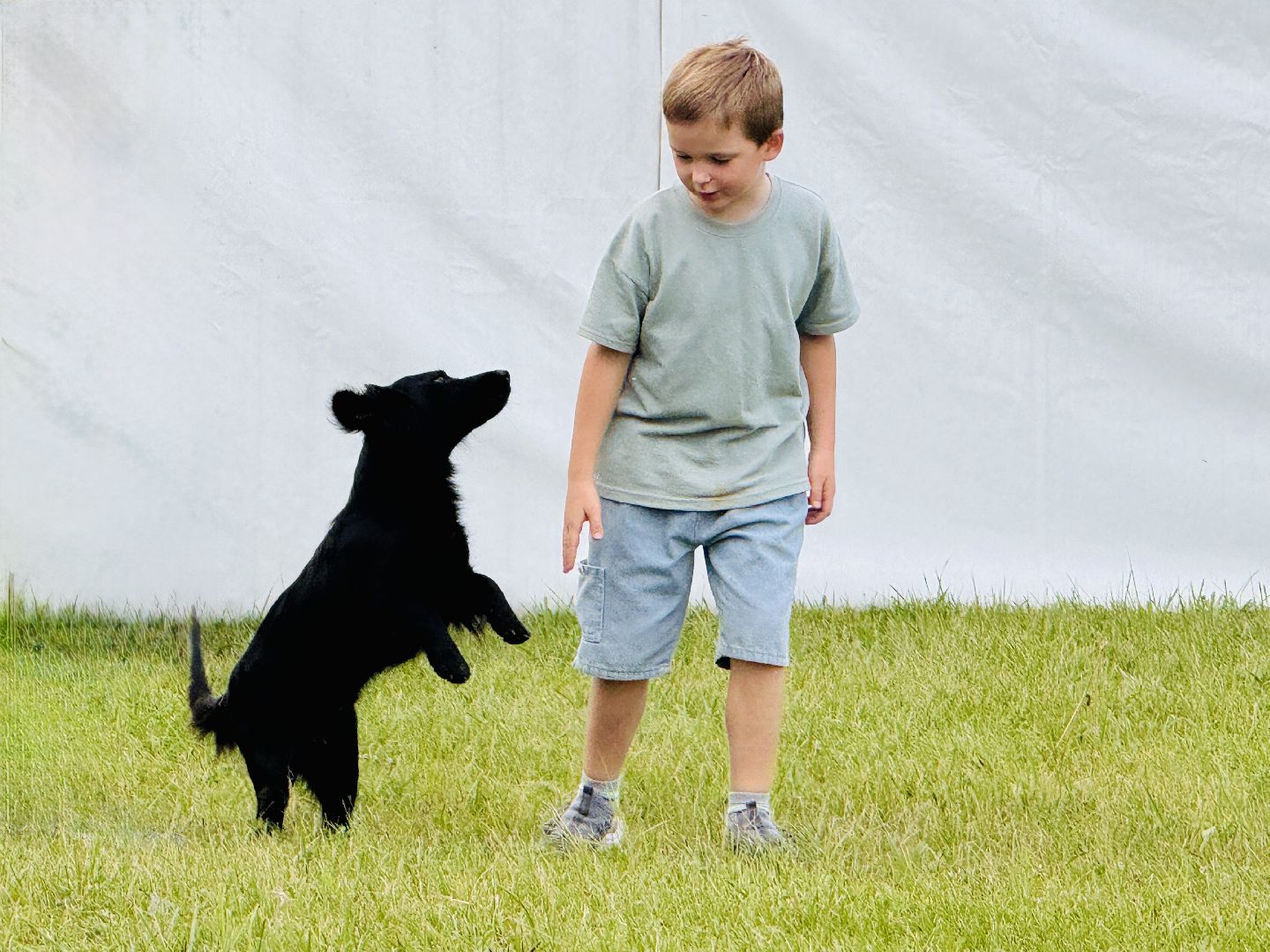 раменское, мячково, аэродром, аэродром мячково, самолеты, животные,истории о животных,