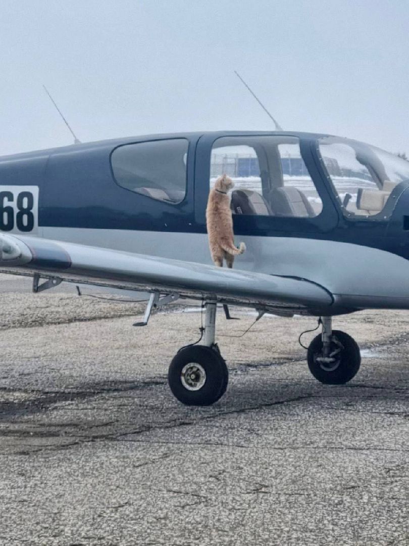 раменское, мячково, аэродром, аэродром мячково, самолеты, животные,истории о животных,