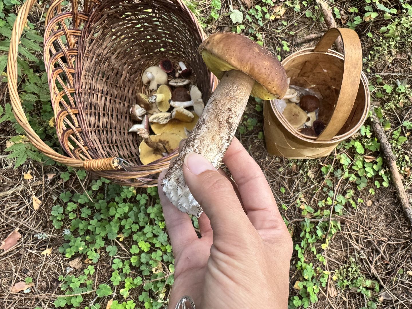 шаховская, тихая охота, грибы, грибник, грибы в лесу,