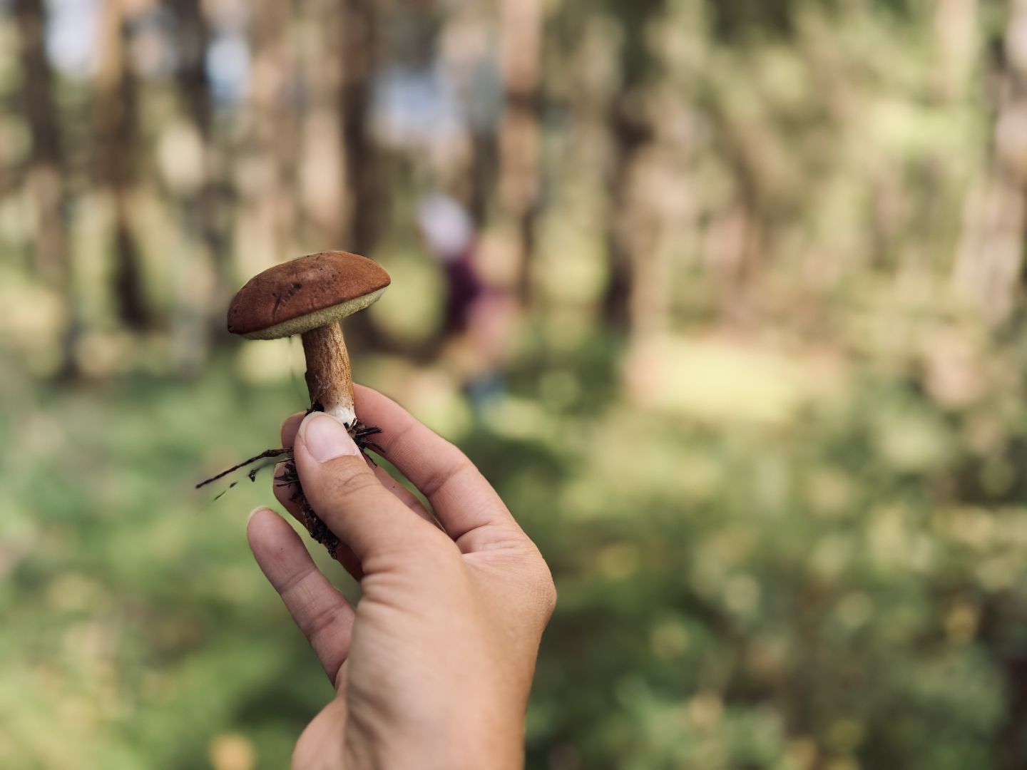 шаховская, тихая охота, грибы, грибник, грибы в лесу,