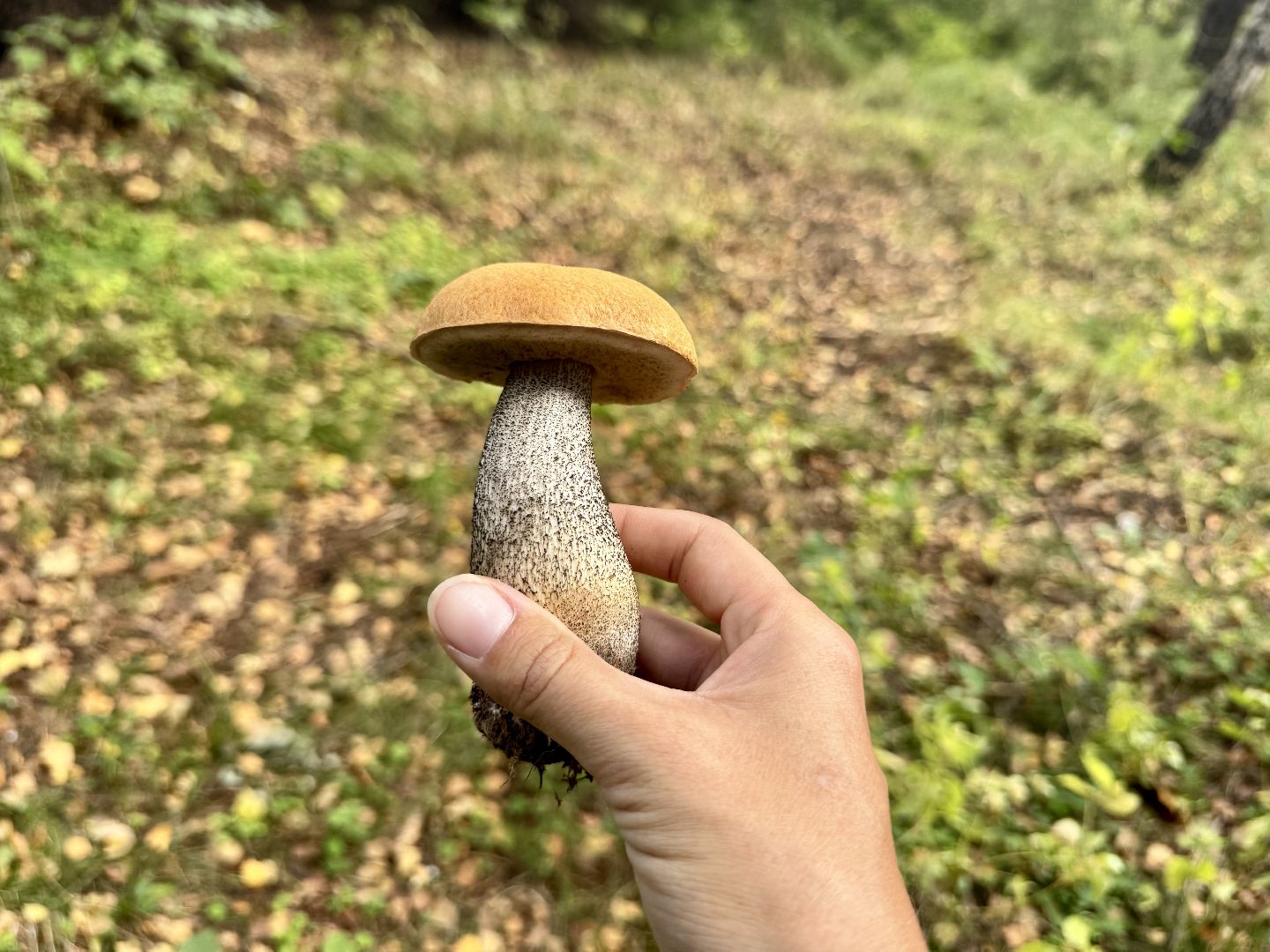 шаховская, тихая охота, грибы, грибник, грибы в лесу,