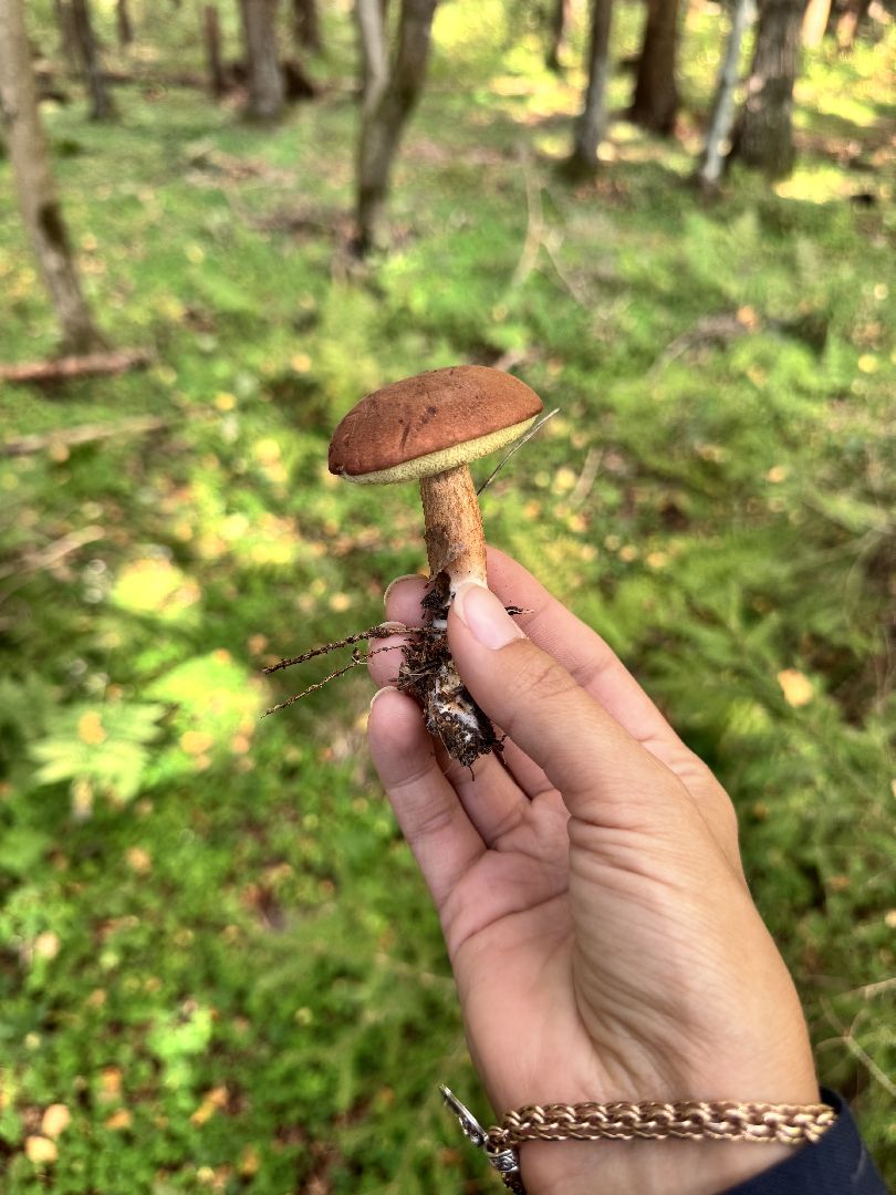 шаховская, тихая охота, грибы, грибник, грибы в лесу,