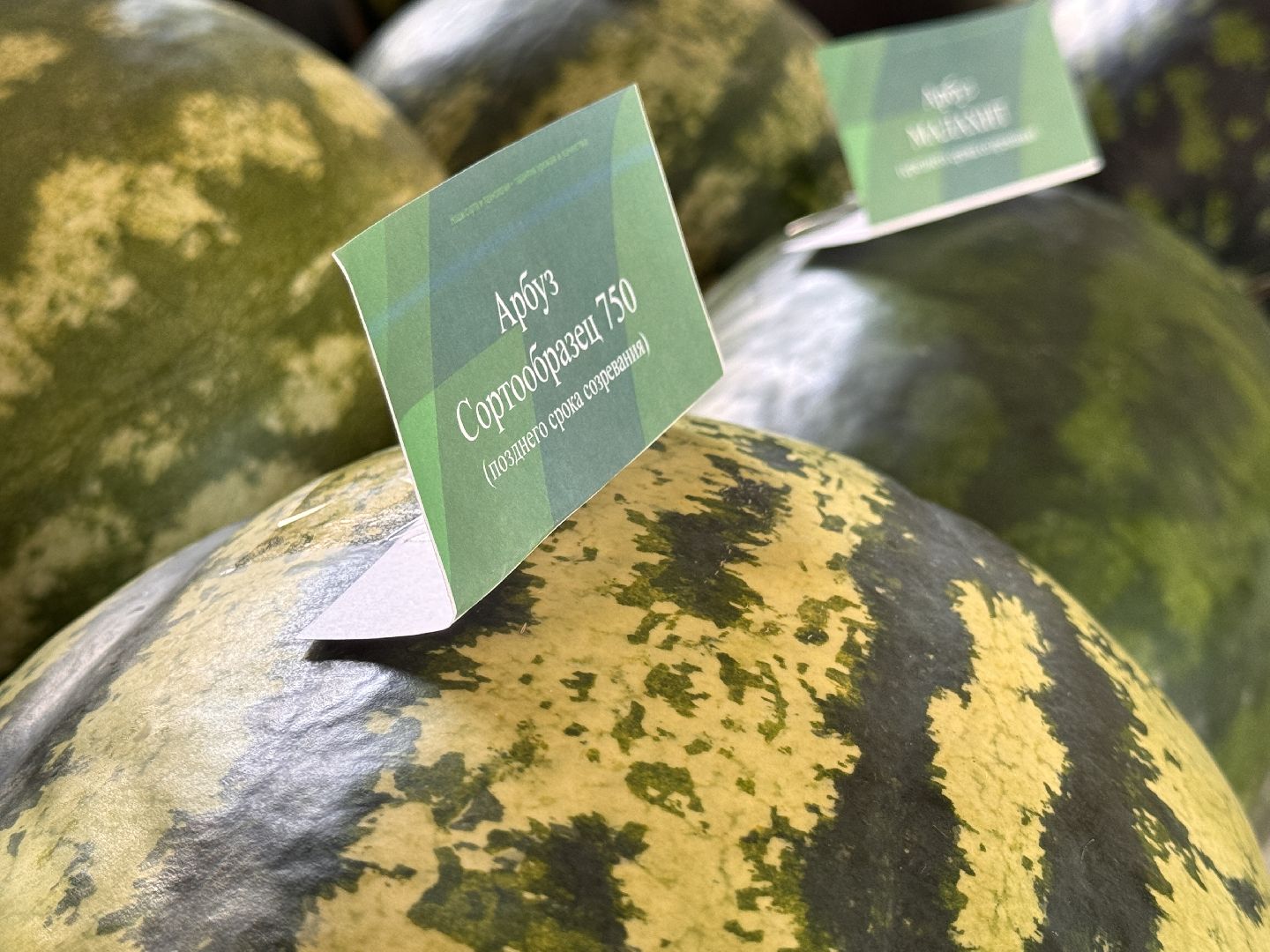 105-лет ФНЦО, Продовольственная безопасность, Молодые ученые,