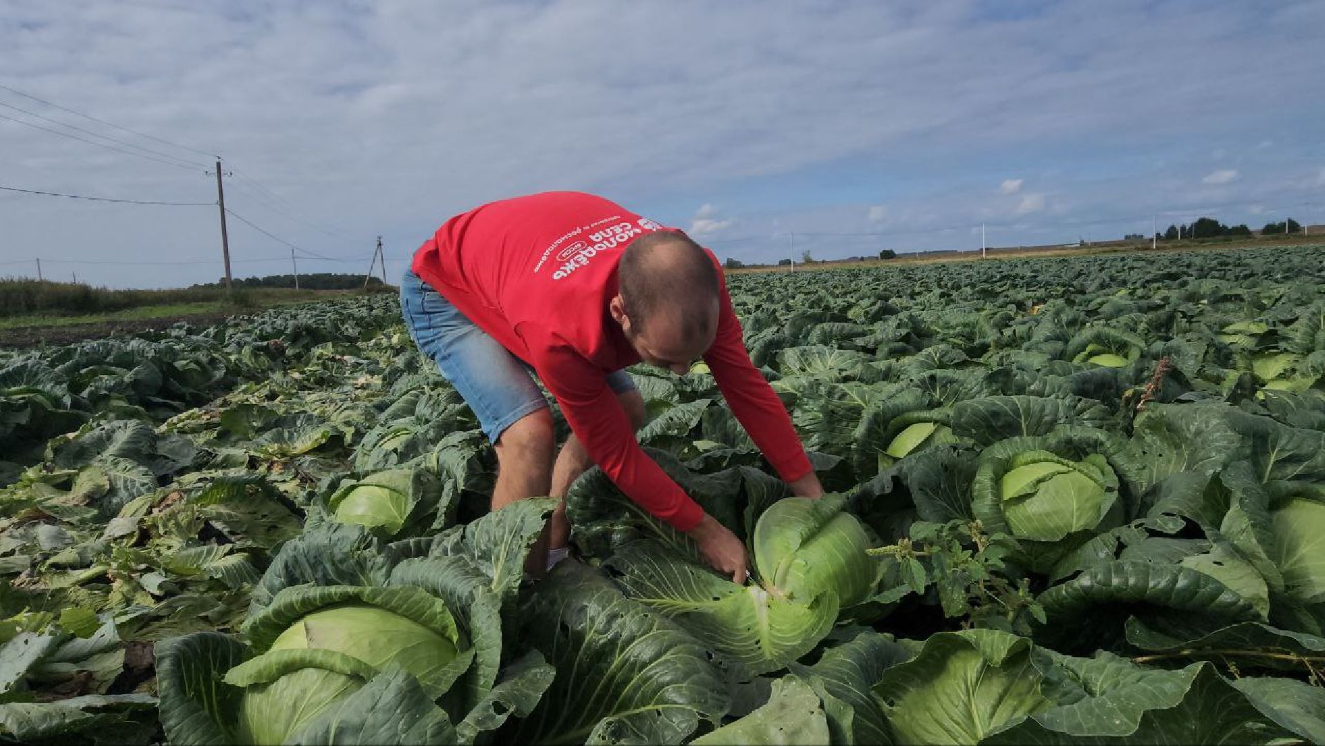 луховицы, сельское хозяйство,