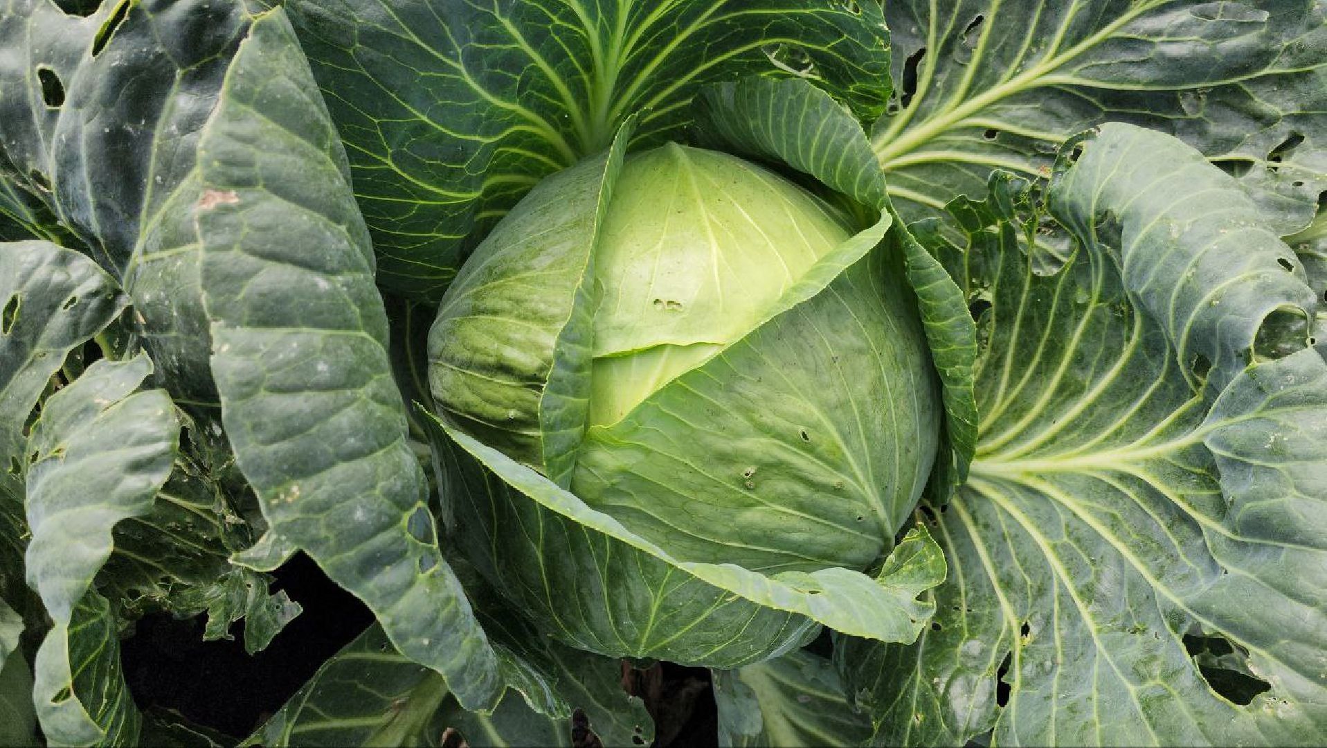 луховицы, сельское хозяйство,