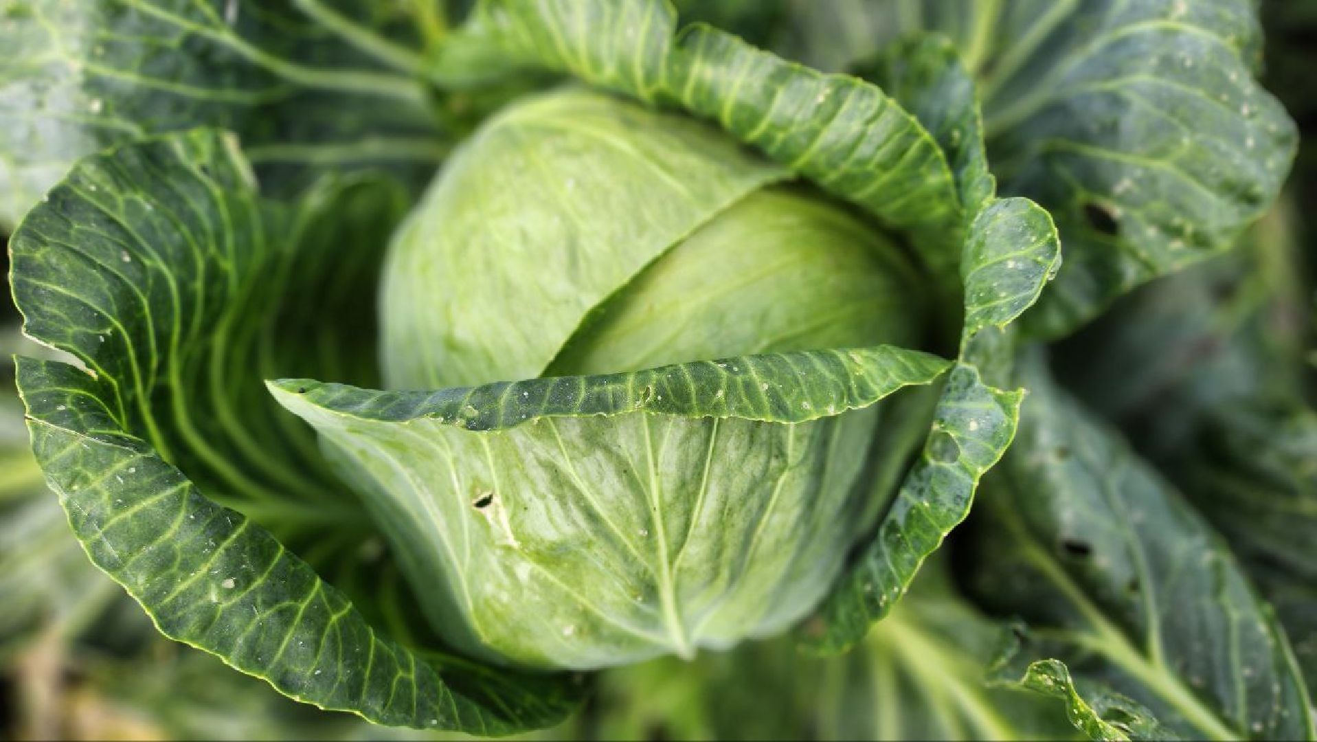 луховицы, сельское хозяйство,