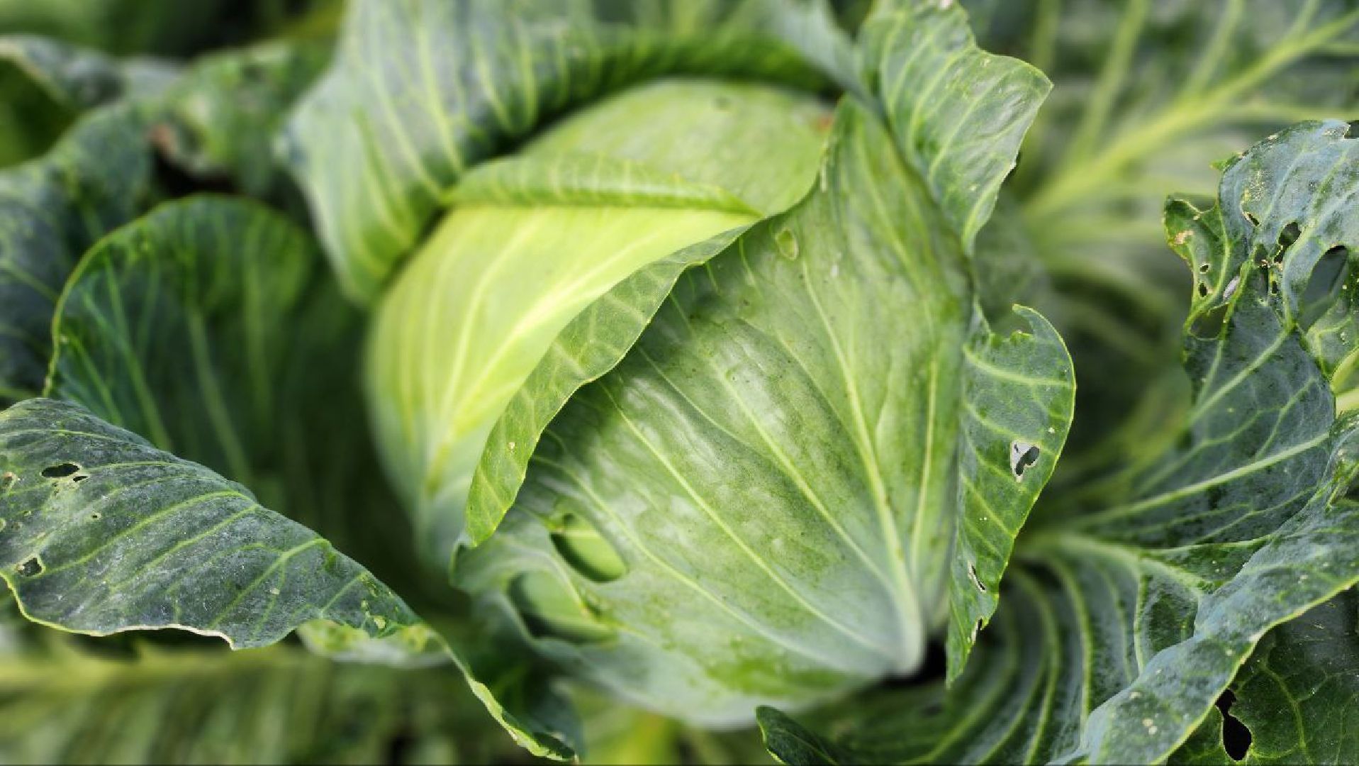 луховицы, сельское хозяйство,