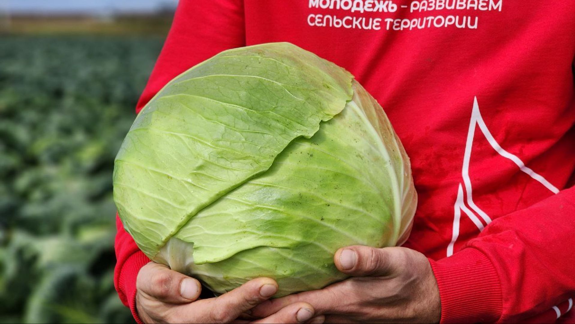 луховицы, сельское хозяйство,