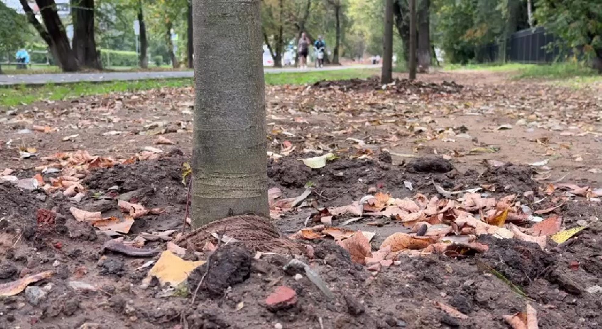 Реутов, образование, посадка деревьев,