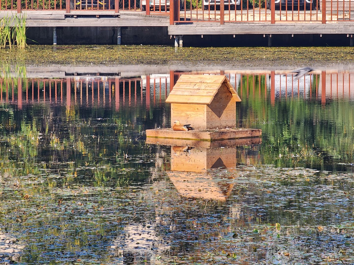 королёв, городской пруд в Юбилейном, уткиогари в королеве,