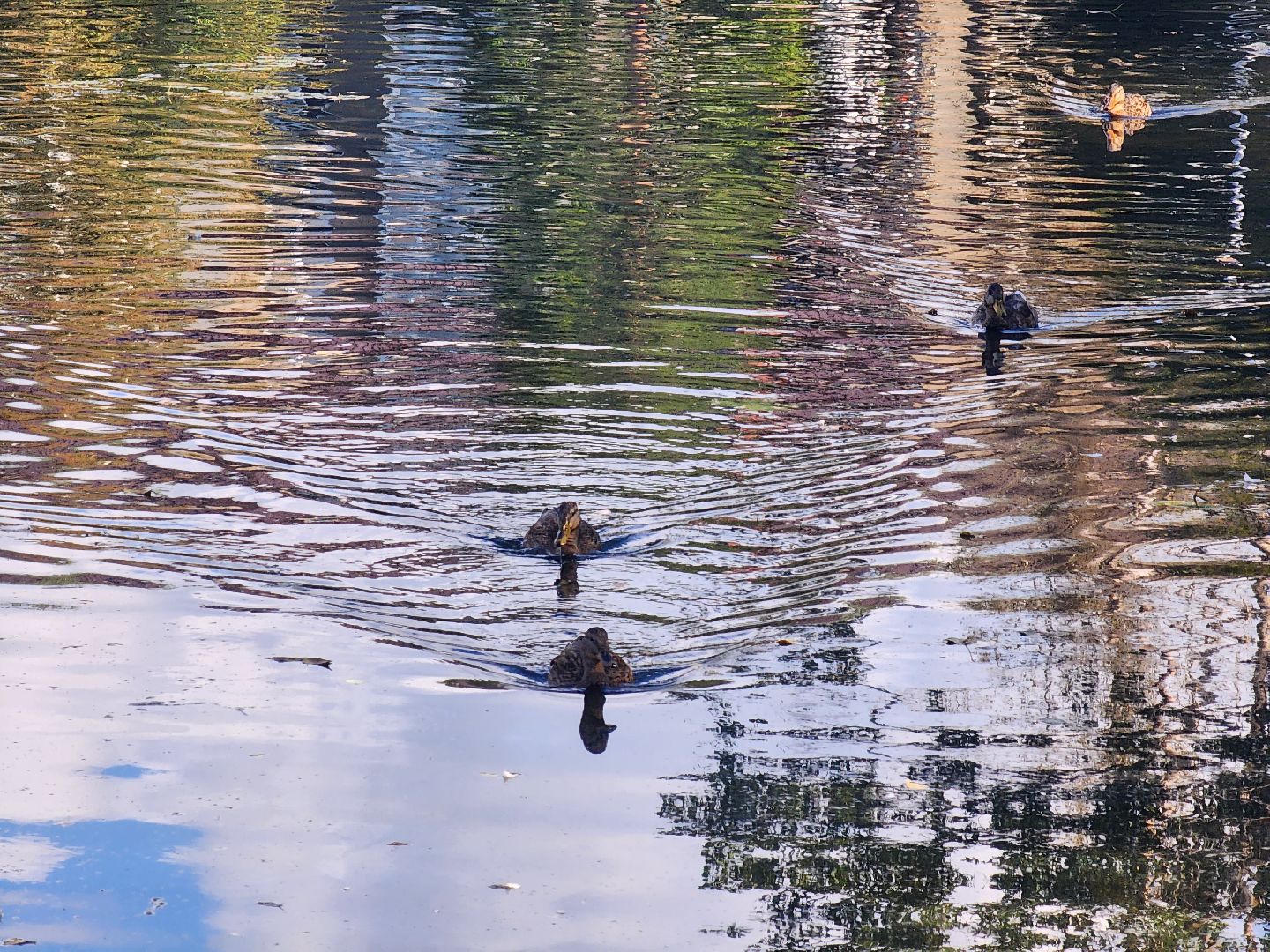 королёв, городской пруд в Юбилейном, уткиогари в королеве,