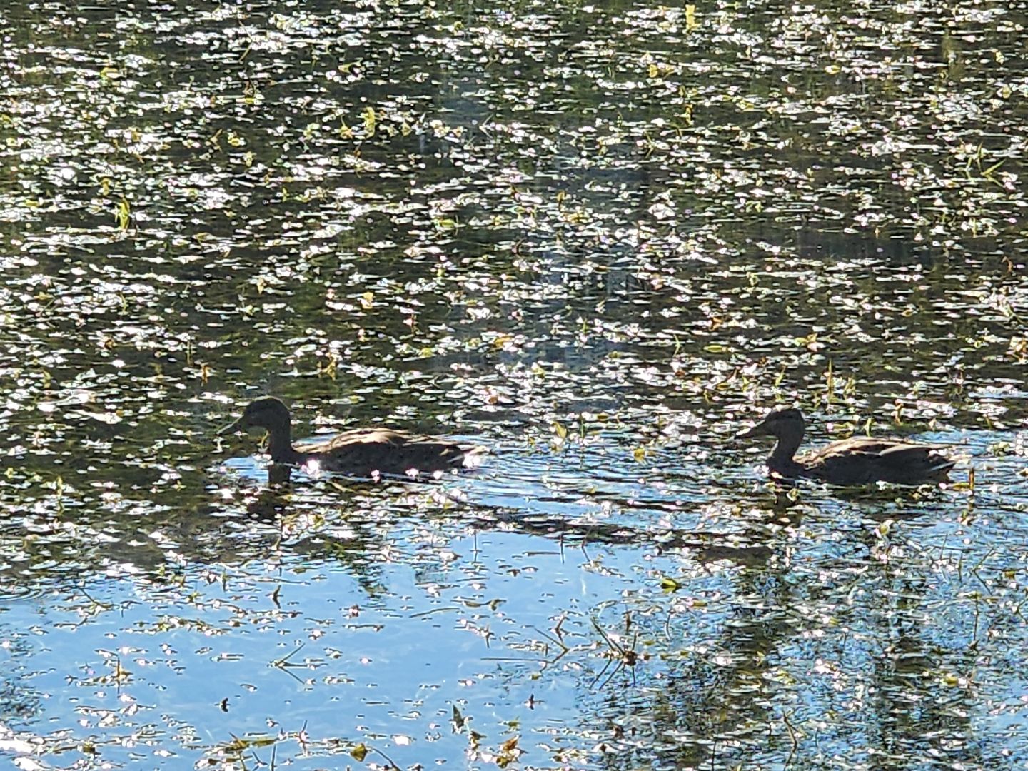 королёв, городской пруд в Юбилейном, уткиогари в королеве,