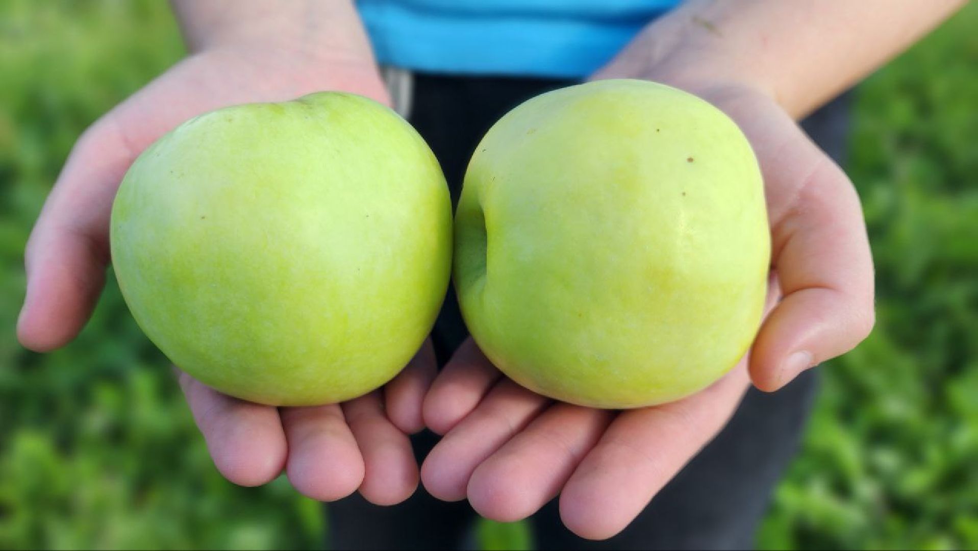 луховицы, сельское хозяйство,