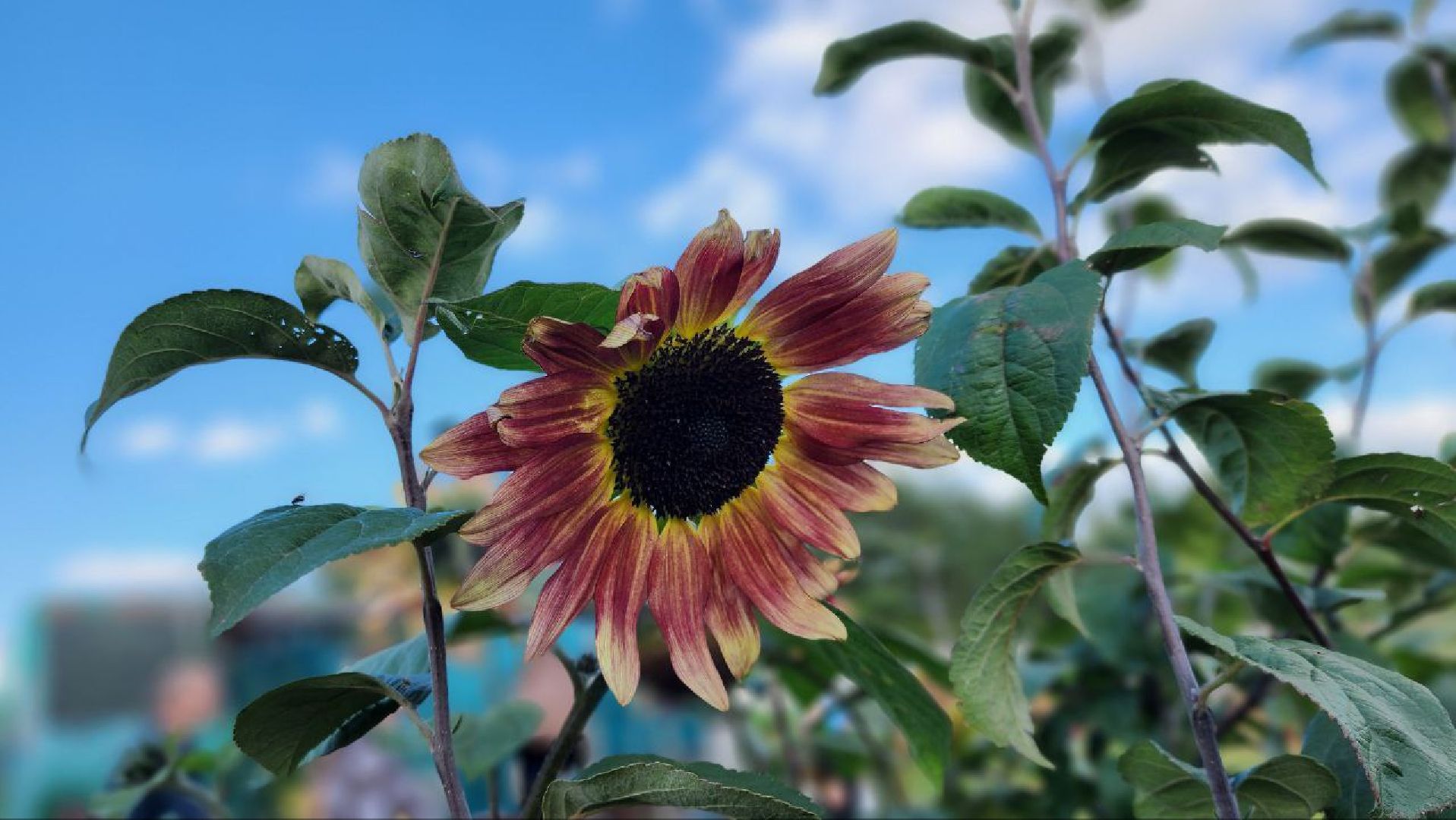 луховицы, сельское хозяйство,