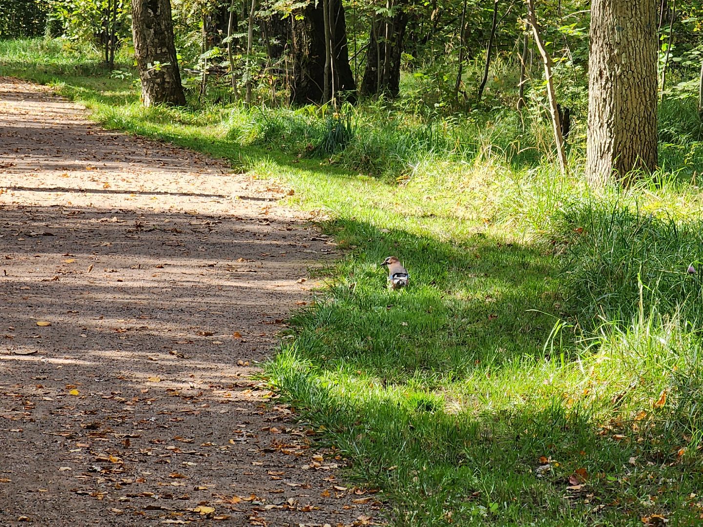 фрязино, грибы в лесу, лесопарк, кормушки,