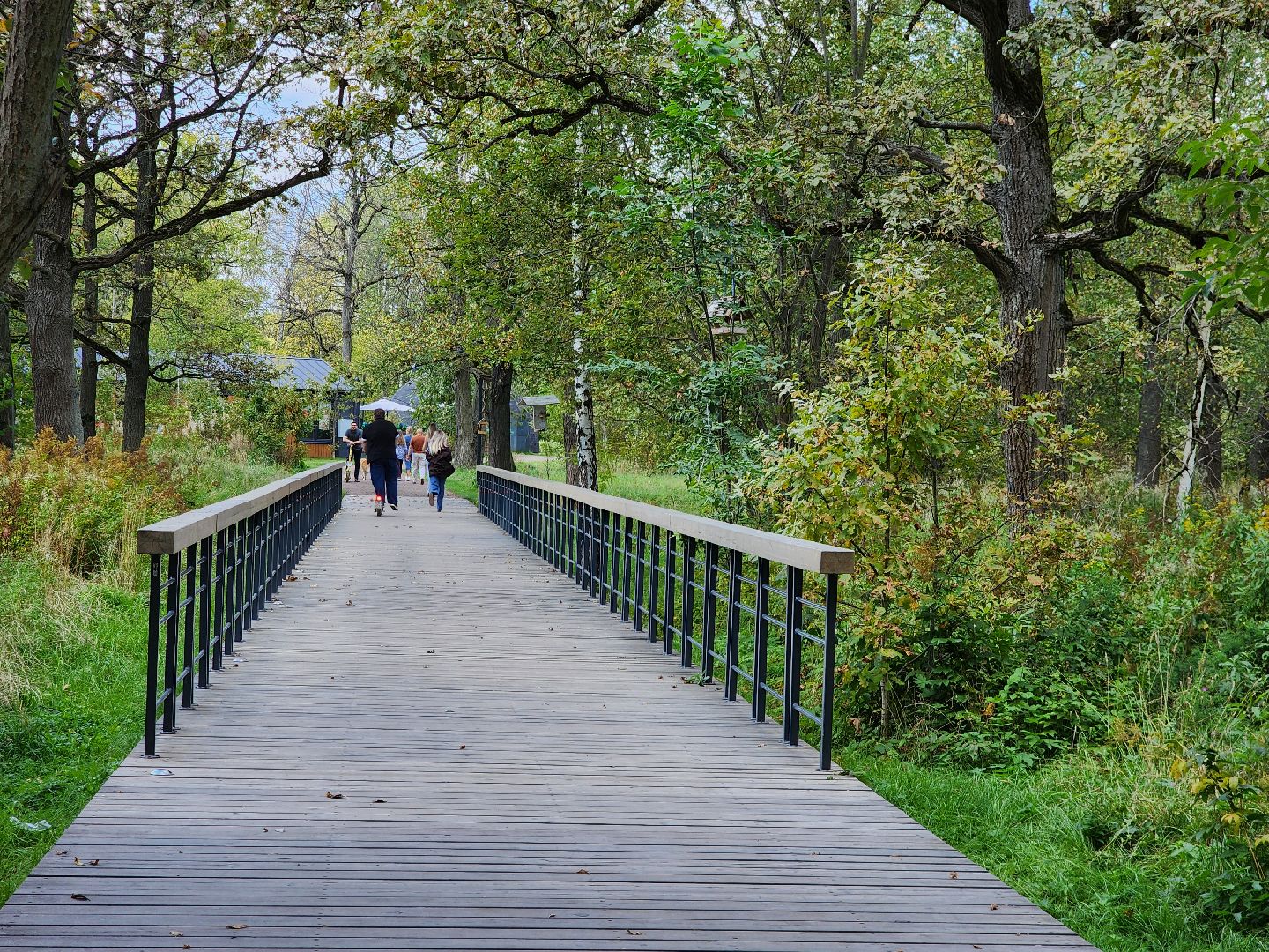 фрязино, грибы в лесу, лесопарк, кормушки,