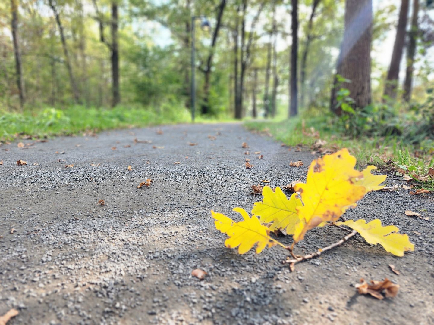 фрязино, грибы в лесу, лесопарк, кормушки,