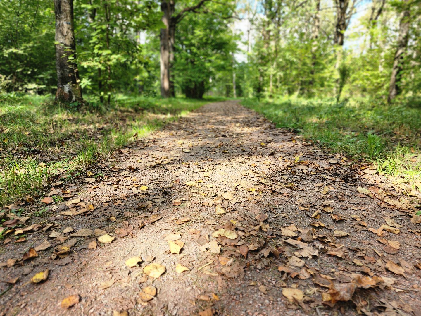 фрязино, грибы в лесу, лесопарк, кормушки,