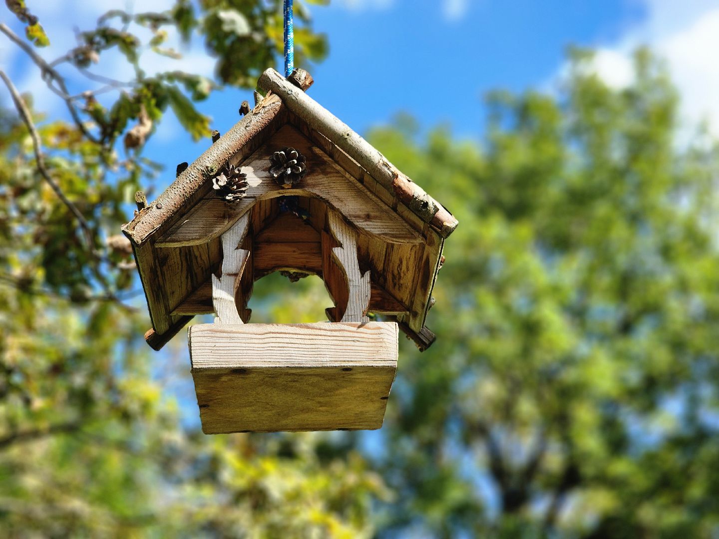 фрязино, грибы в лесу, лесопарк, кормушки,