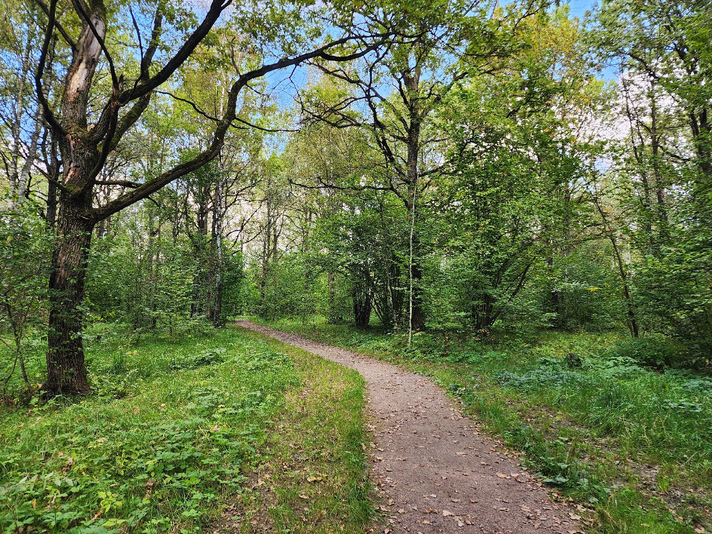фрязино, грибы в лесу, лесопарк, кормушки,