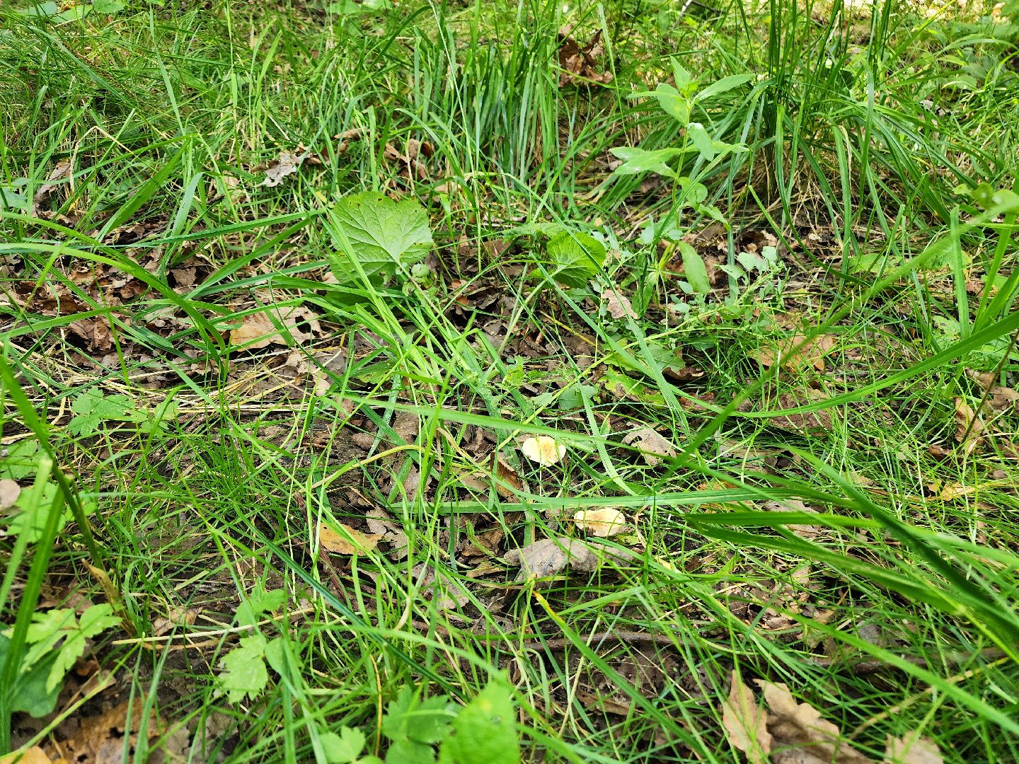 фрязино, грибы в лесу, лесопарк, кормушки,