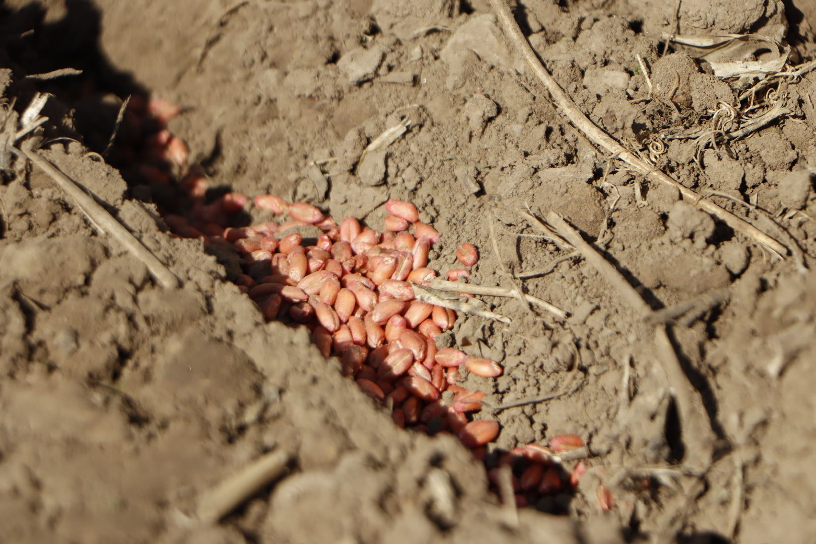 зарайск, сельское хозяйство, посевная,