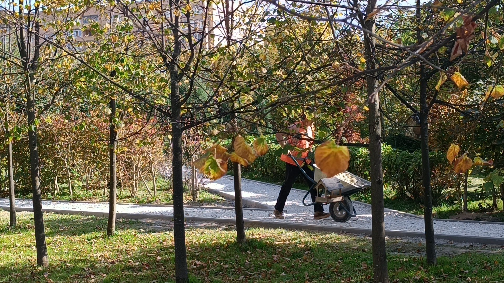 парк, лобня, пешеходная дорожка,