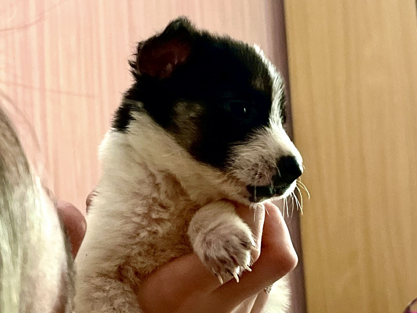 наро-фоминск, добрые дела, благо твори,   щенки, собачья жизнь,