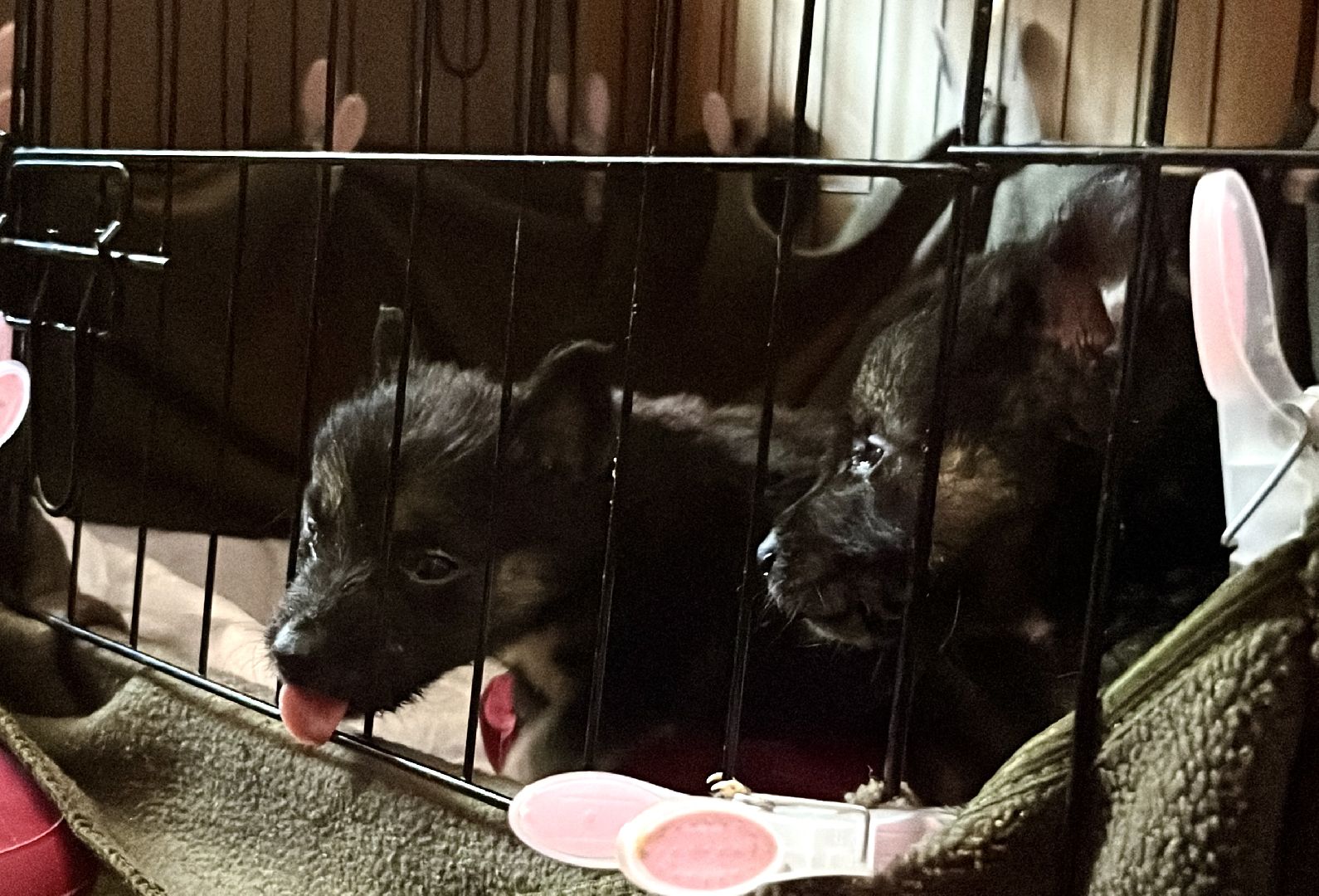 наро-фоминск, добрые дела, благо твори,   щенки, собачья жизнь,