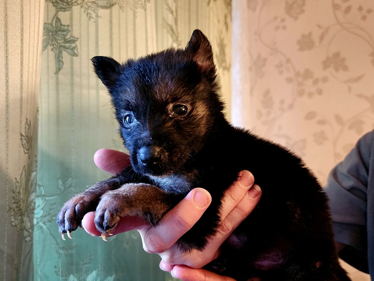 наро-фоминск, добрые дела, благо твори,   щенки, собачья жизнь,