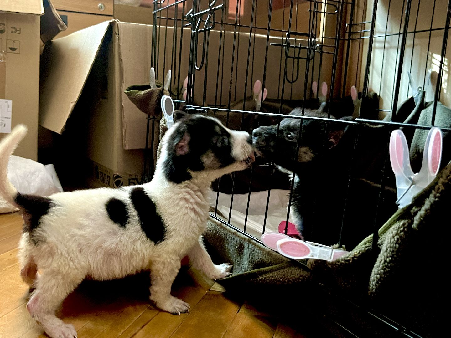 наро-фоминск, добрые дела, благо твори,   щенки, собачья жизнь,