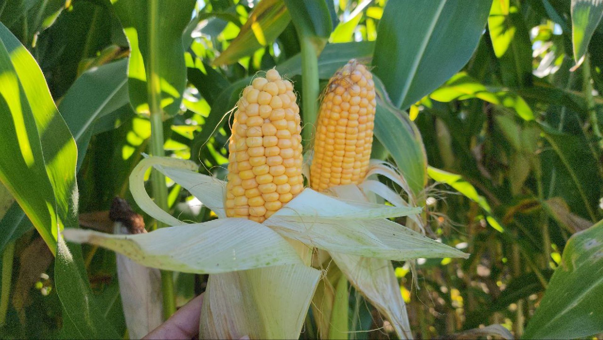 луховицы, сельское хозяйство,