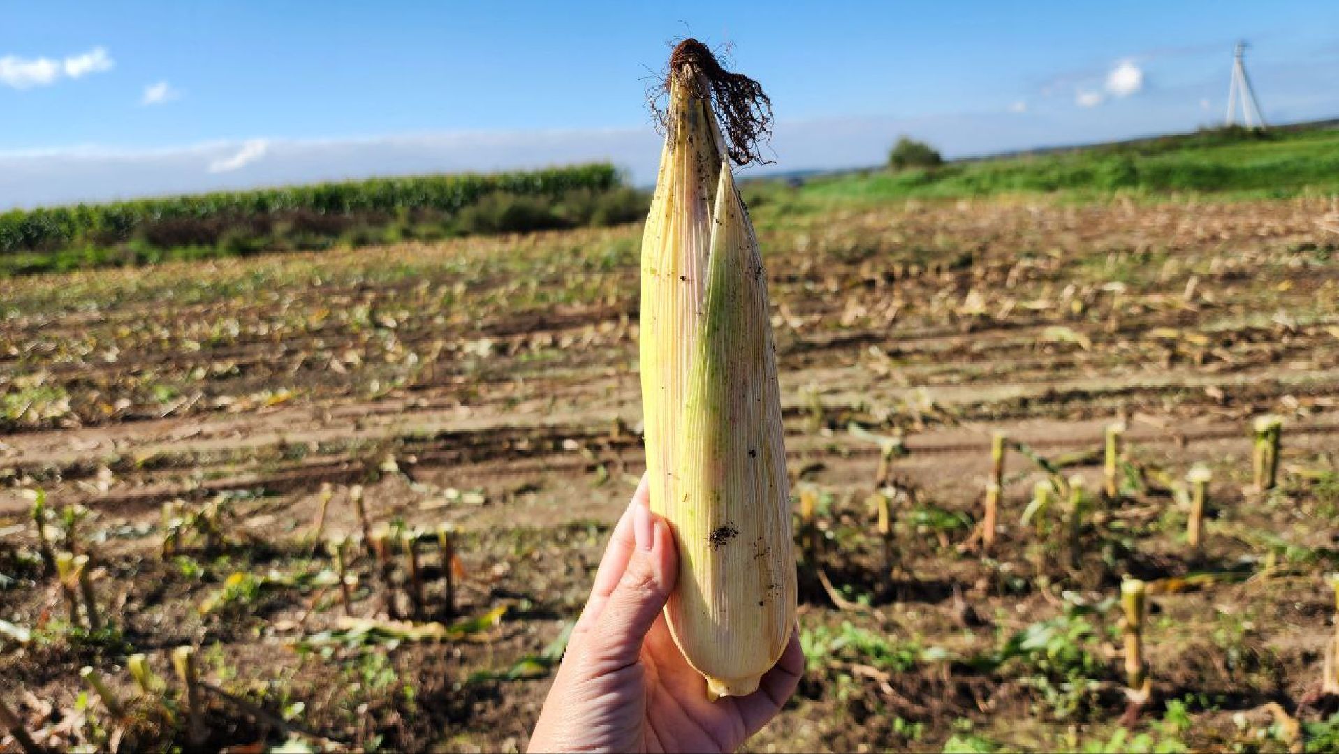 луховицы, сельское хозяйство,