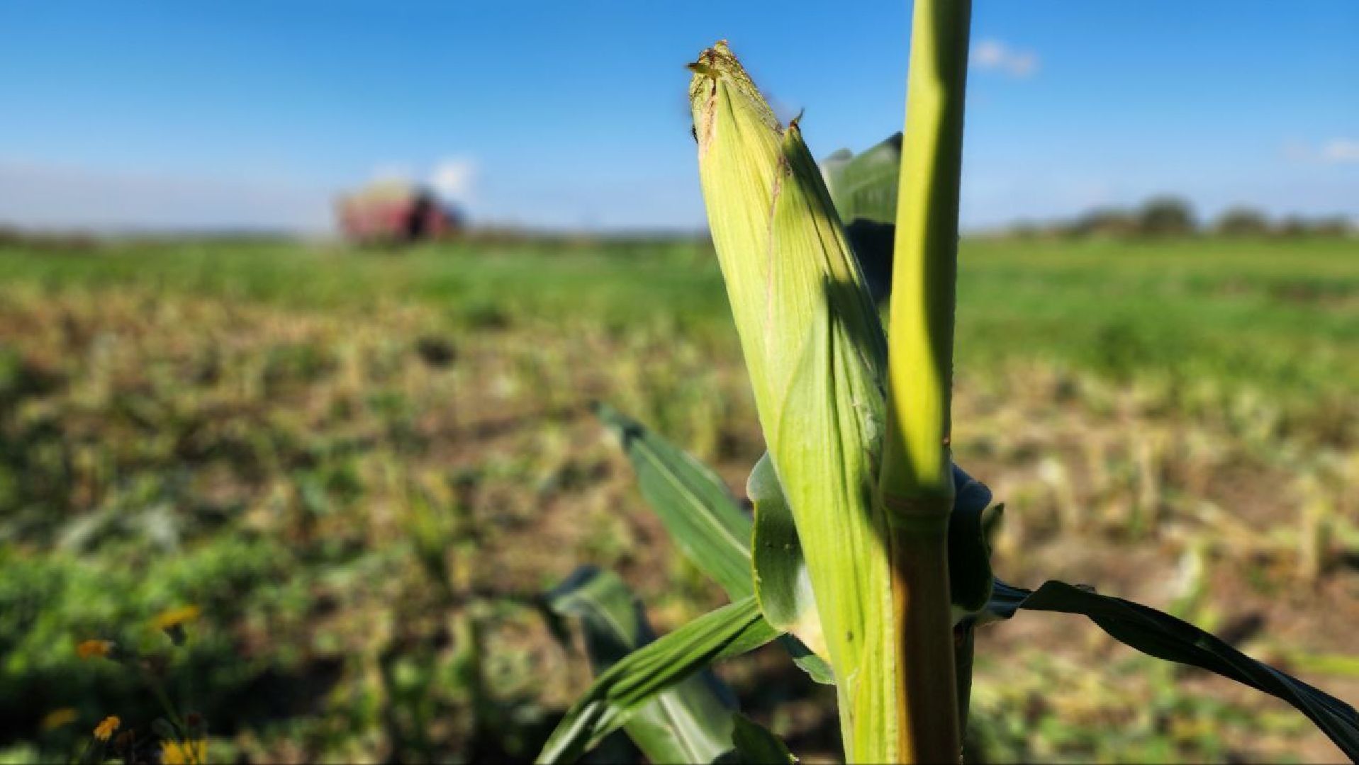 луховицы, сельское хозяйство,