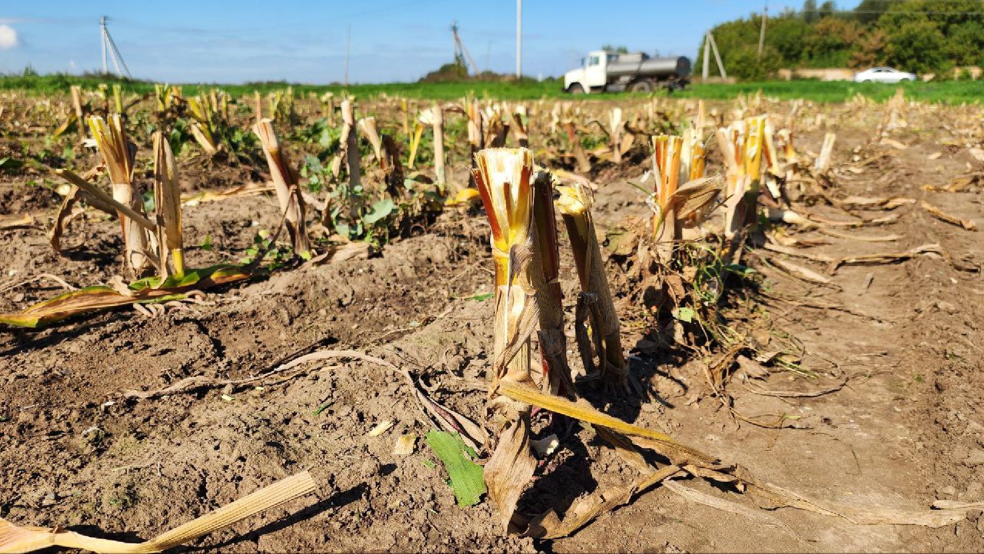 луховицы, сельское хозяйство,