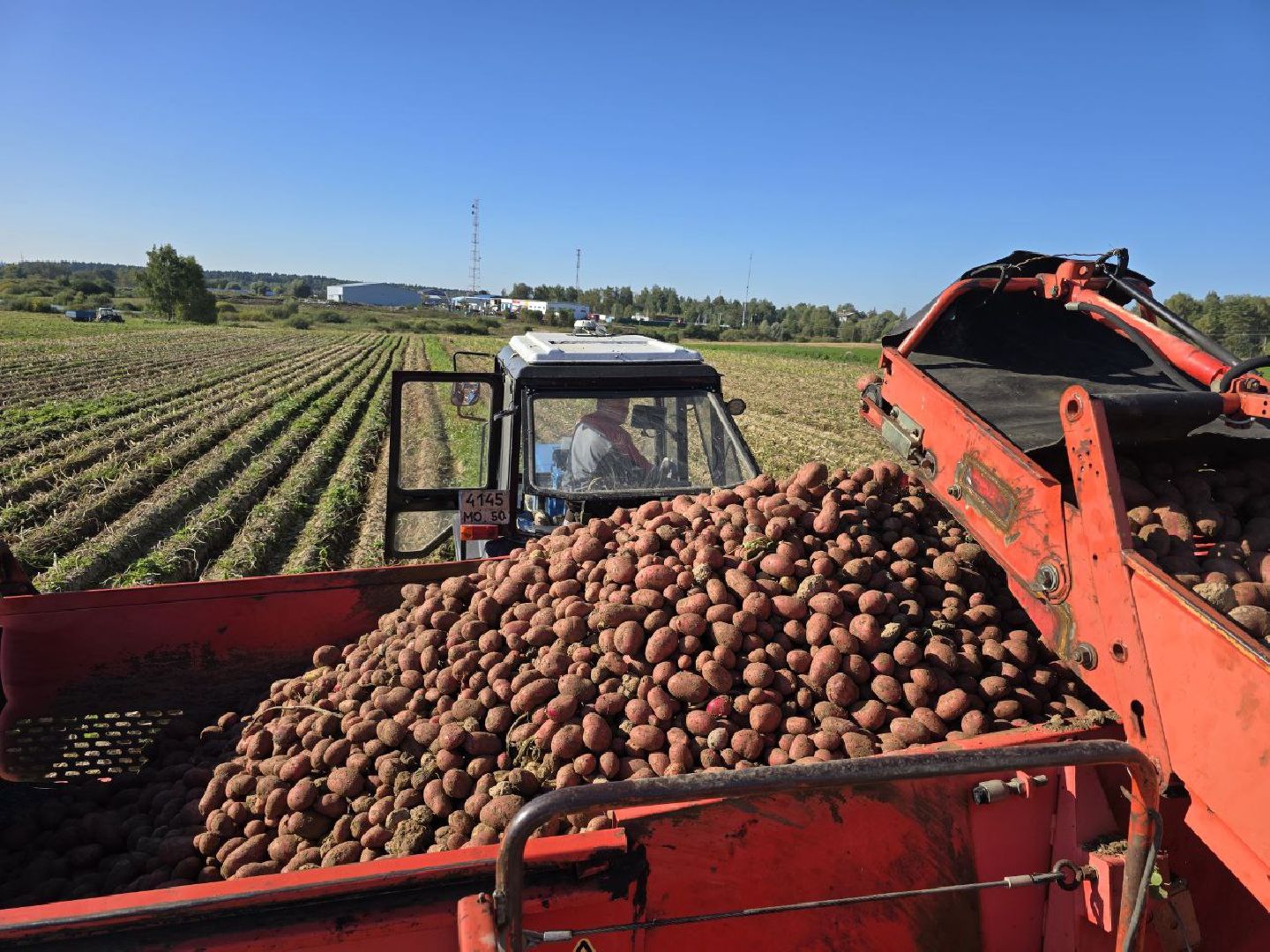 можайск, можайский муниципальный округ, подмосковье, сельское хозяйство, сбор урожая, овощи, уборка картофеля, фермерское хозяйство,