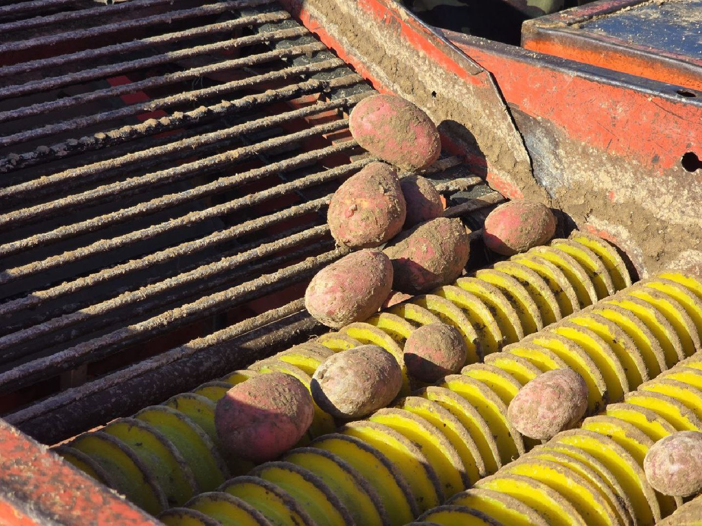 можайск, можайский муниципальный округ, подмосковье, сельское хозяйство, сбор урожая, овощи, уборка картофеля, фермерское хозяйство,
