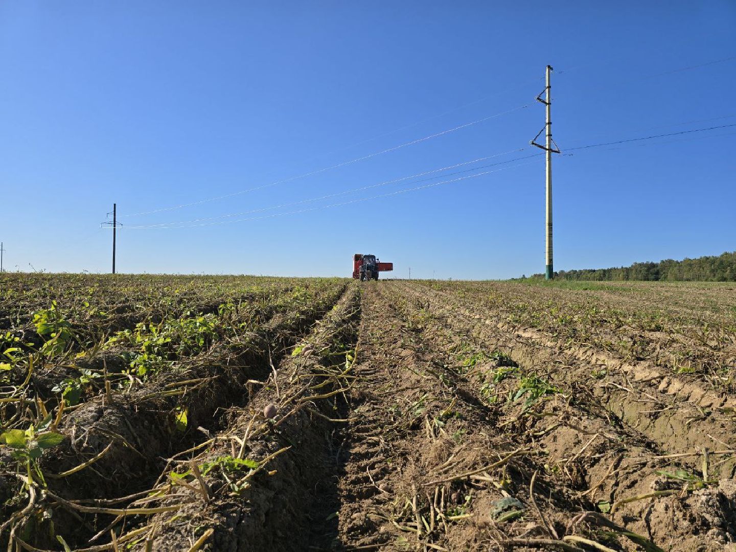 можайск, можайский муниципальный округ, подмосковье, сельское хозяйство, сбор урожая, овощи, уборка картофеля, фермерское хозяйство,